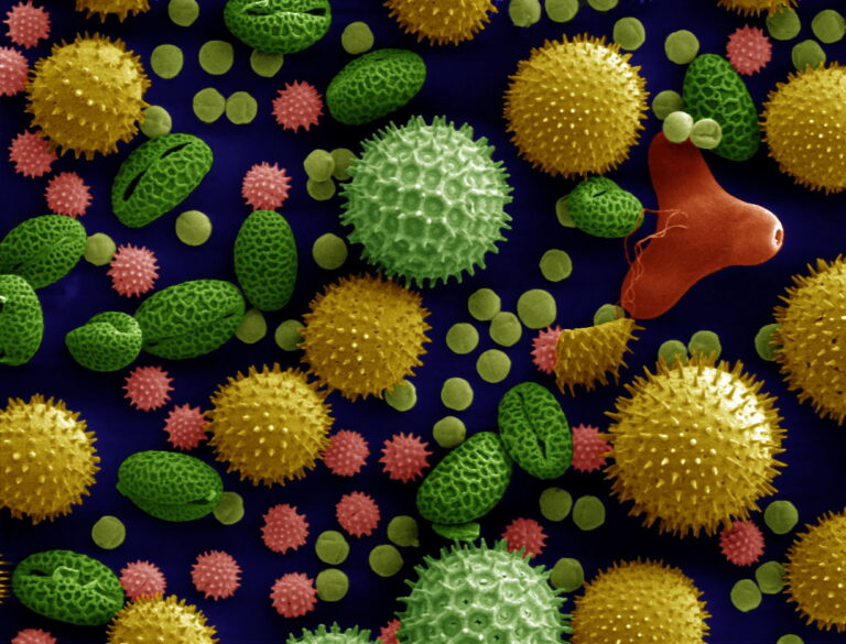 Allergiesaison 2025: Pollen-Check & Notfallplan Allergiesaison 2025: Pollen-Check & Notfallplan