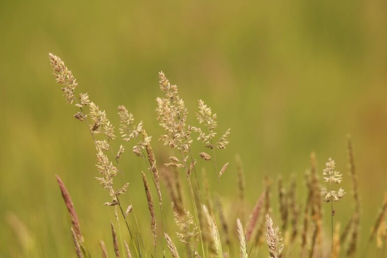 Heuschnupfen was hilft: Symptome lindern im Sommer Heuschnupfen was hilft: Symptome lindern im Sommer