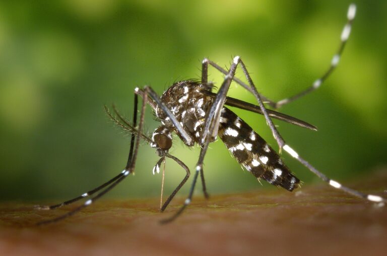 West-Nil-Virus im Spätsommer: Mückenschutz für ältere Menschen und Familien ohne Panik